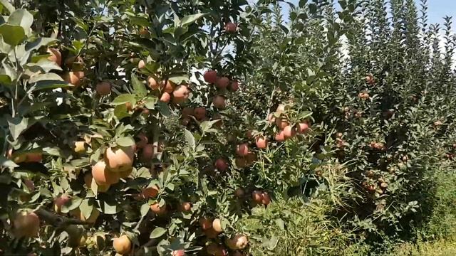 голд и ред делишес смотреть онлайн