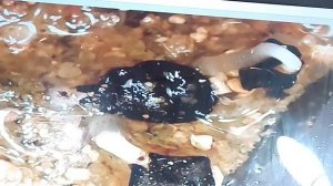 Молодило, выращивание из семян