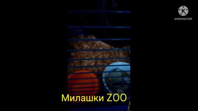 Один вечер из жизни белочки дегу/// One evening in the life of a degu squirrel#Белкидегу смотреть онлайн