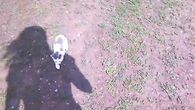 Немецкий дог нянька. Выгуливание котят смотреть онлайн