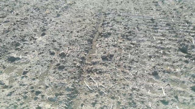 Работы с землей после уборки чеснока. смотреть онлайн