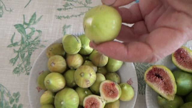 Средство от запора. Инжир лечебные свойства, применение и хранение смотреть онлайн