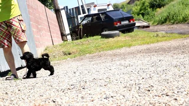 ЮККА СТАР ЕРОН - БОЛЬШОЙ ПУДЕЛЬ смотреть онлайн