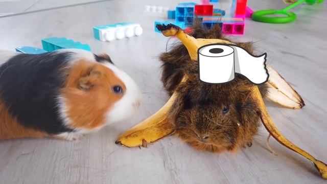 AMONG US НО МЫ ПРЕДАТЕЛИ! ПИТОМЦЫ В АМОНГ АС ИГРАЮТ ЗА ПРЕДАТЕЛЕЙ | СВИНКА БУЗЯ смотреть онлайн