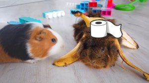 AMONG US НО МЫ ПРЕДАТЕЛИ! ПИТОМЦЫ В АМОНГ АС ИГРАЮТ ЗА ПРЕДАТЕЛЕЙ | СВИНКА БУЗЯ