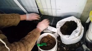 Посадка лилий для продажи  летом.