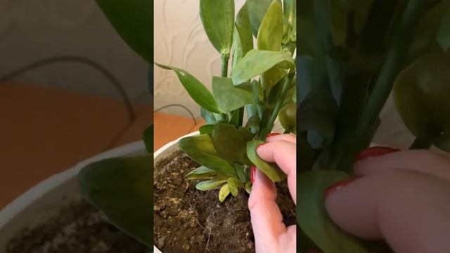 РАЗМНОЖЕНИЕ ЭУСТОМЫ. Черенкование смотреть онлайн
