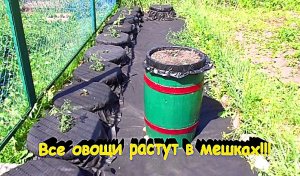 "Овощи"#Огород #Сад #Дача