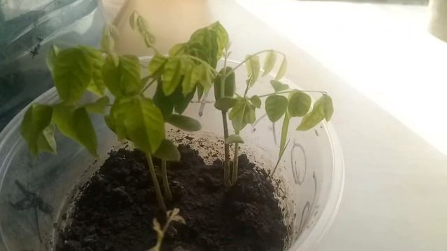 Карамбола выросла из семян смотреть онлайн