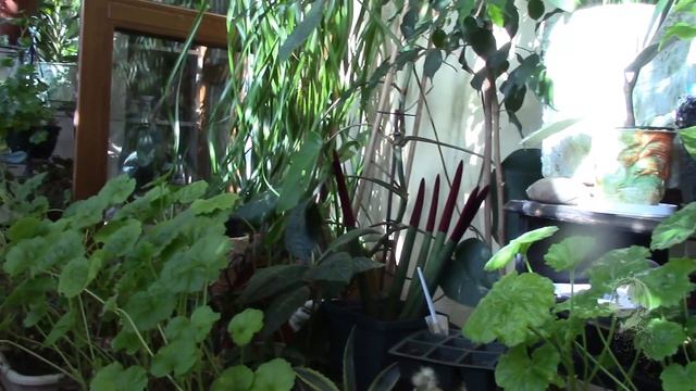 ДРОЖЖЕВОЙ СТИМУЛЯТОР РОСТА. Наконец то я решилась его применить!! смотреть онлайн