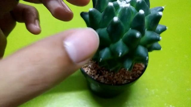 ? Cactus/แคคตัส Mammillaria polythele cv toluca смотреть онлайн