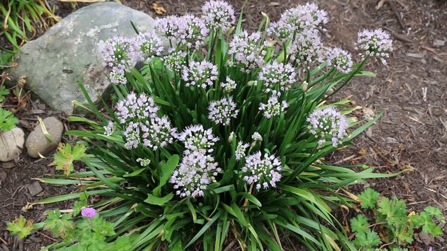 Ornamental onion (Allium spp.) - Plant Identification смотреть онлайн