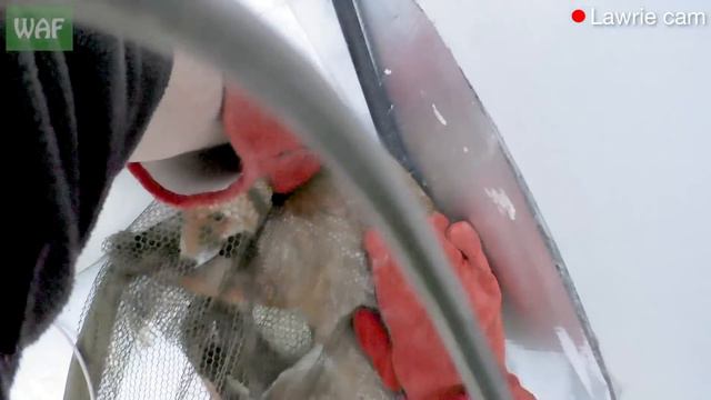 Fox saved from 21 storey fall in dramatic rescue! смотреть онлайн