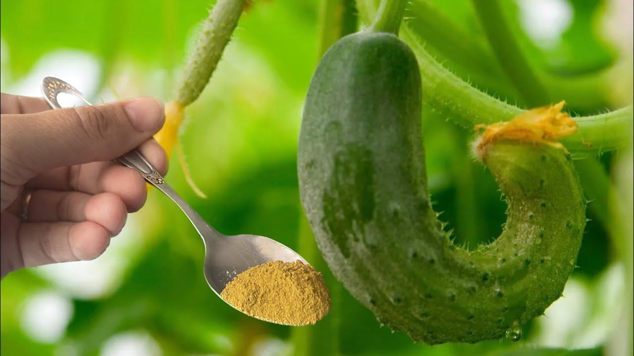 Как только огурцы начинают расти неправильной формы, даю такое удобрение! Проблема решается на раз! смотреть онлайн