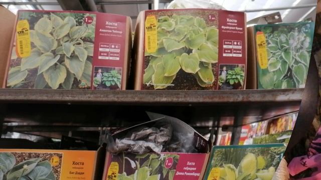 Новинки у меня : астильба, рододендрон и хосты. смотреть онлайн