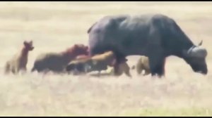 Гиены едят заживо.....   Hyenas eat alive.....