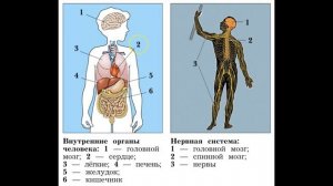 "Организм человека", Окружающий мир 4 класс ч.1, с.6-8, Школа XXI век