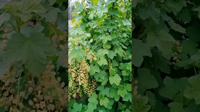 Тля на смородине. Красные листья на смородине. Борьба с тлей до цветения. смотреть онлайн