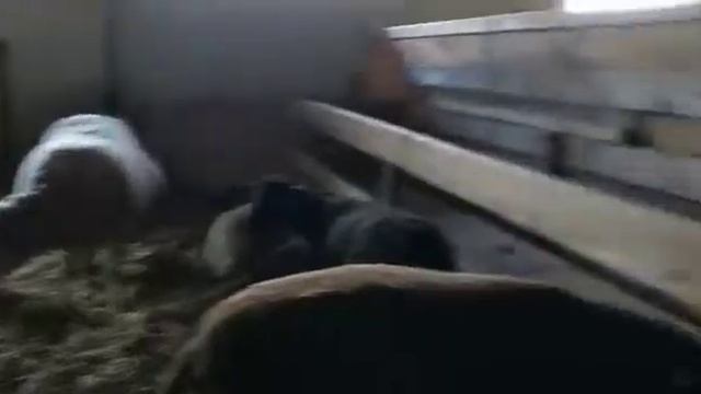 Österreich Pferd. Где живут лошади козы и овечки. Ферма в Австрии . Дети и животные. Кони тоже пон смотреть онлайн