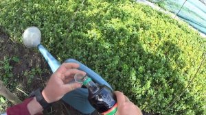 Подкормка укореняемых черенков самшита. Средство для развития корней.