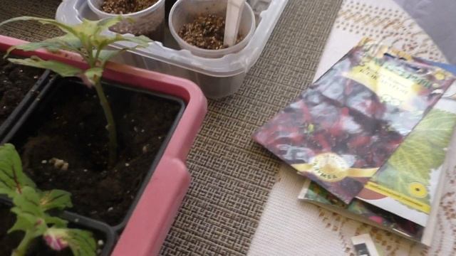 Цветение зефирантеса. Колеусы - посев семян, посадка укорененных черенков смотреть онлайн