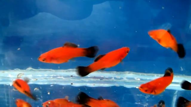 Мнчнгосцы Красный Вэгтэйл обычный плавник , 3-4 см .