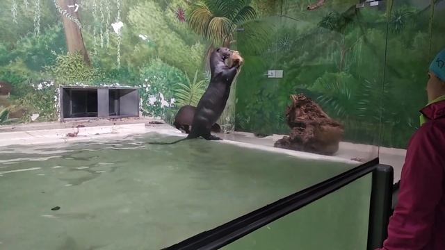 Зоопарк в Гамбурге, кормление слонов из рук, игры морских выдр.Hamburg,elephants, sea otters playin смотреть онлайн