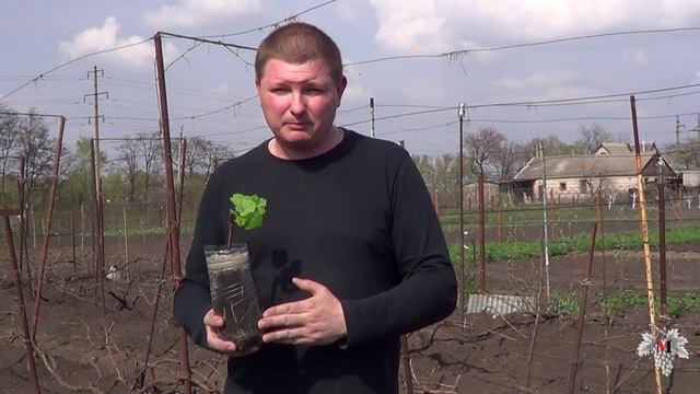 Вегетирующие саженцы. Выбор и закалка саженцев. Виноград 2016. смотреть онлайн