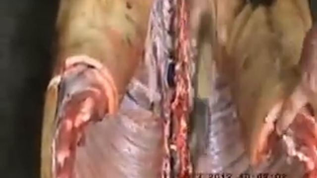 Обработка и разделка свининки в домашних условиях (осторожно кровь видно) смотреть онлайн