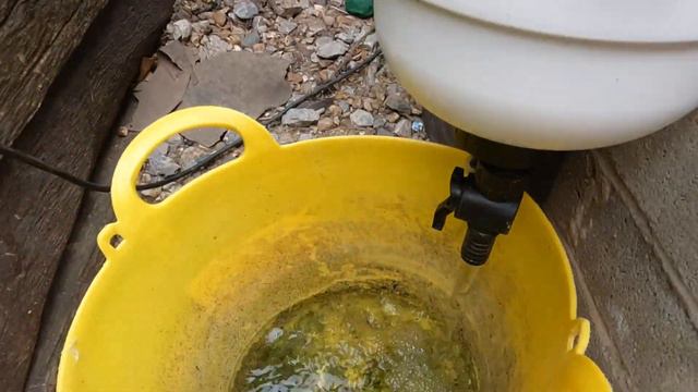 Gob Smacked when I drop the Tempest | Waffle on, Water clarity, poorly Koi, Dechlorinator & Koi Foo смотреть онлайн
