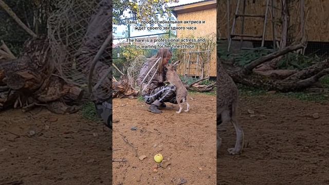 Секреты заячьего мастерства #домзайца #джасти #boxing #attack #angry #bunny #hare смотреть онлайн