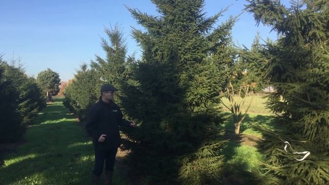 Abies & Picea: de ideale kerstboom | Bomenvlog #14 смотреть онлайн