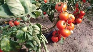 Мой томат "Супер нова F1"