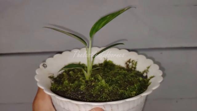 Scindapsus Coriaceus Variegata I Borneo Exotic Plants