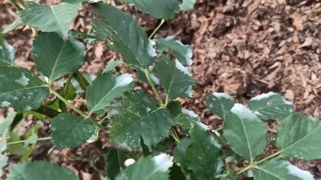 Удаляю побег шиповника у розы. Таких соседей нам ненать!? смотреть онлайн