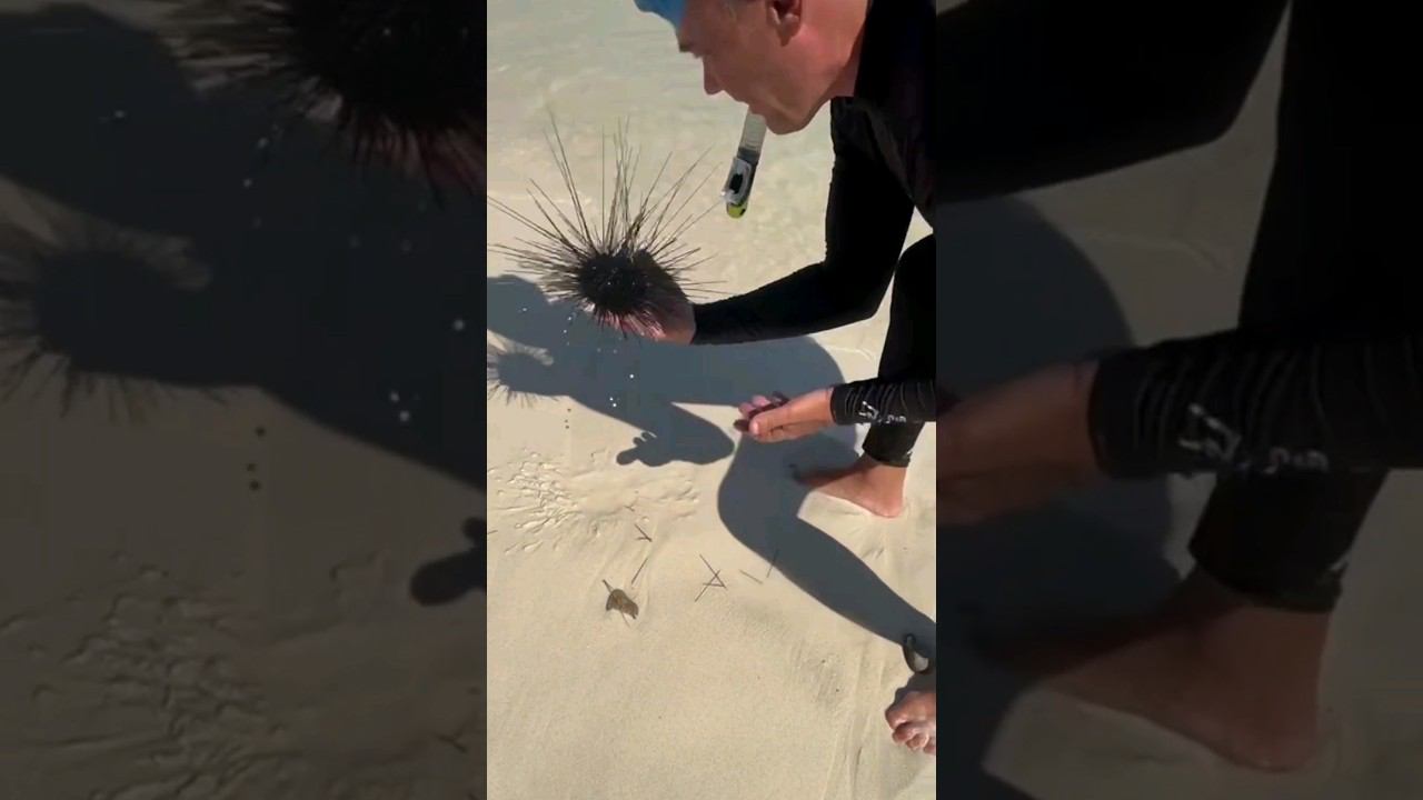 Бизнес на ежах в Таиланде) Экскурсия на Изумрудный Остров. #паттайя2023 смотреть онлайн