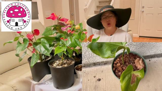 Anthurium Care Guide| How To Grow Anthurium