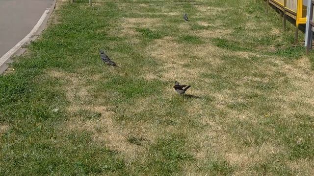 Галка и прожорливый галченок