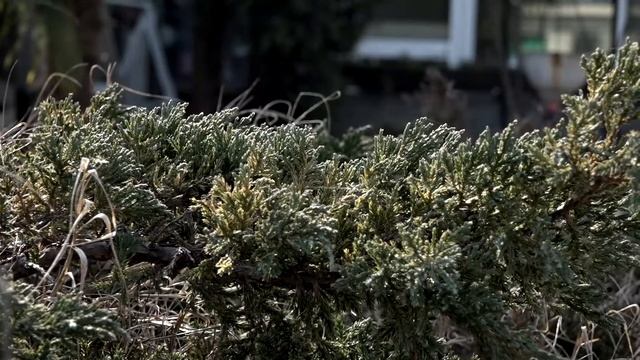 TEST SONY PXW-X70 DEPTH FIELD FOCUS смотреть онлайн