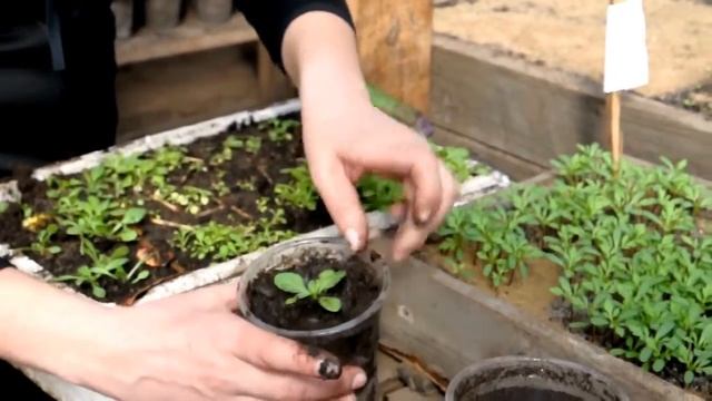 Пикирование петунии смотреть онлайн