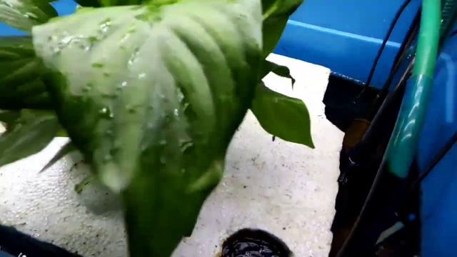 Cuna de Moisés en Agua, Acuario - Acuaponia смотреть онлайн