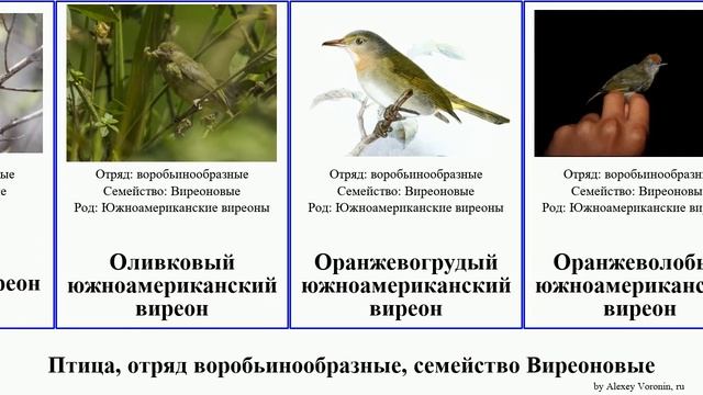 Птица, отряд воробьинообразные, семейство Виреоновые южноамериканский виреоны birds Сероголовый смотреть онлайн