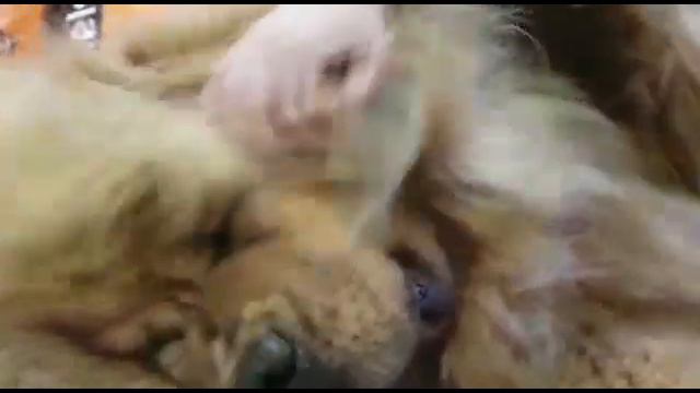 Тибетский мастиф  из питомника Лавли Фром Бордо Дешен - Http://beliy-lekar.ru