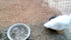 чем кормить уток чтобы быстро росли