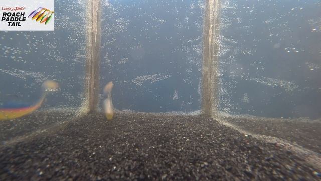 Обзор силиконовой приманки Lucky John Pro Series Roach Paddle Tail по заказу Fmagazin смотреть онлайн