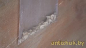 Уничтожение жука древоточца СВЧ методом