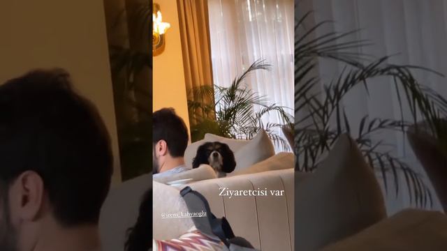 Эда Эдже в кругу лохматых друзей смотреть онлайн
