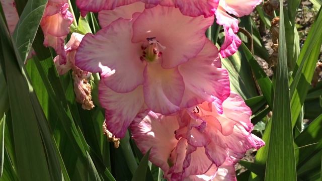 Gladiolus ´Priscilla´ смотреть онлайн
