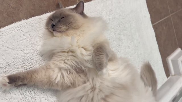 3 Minutes of a Ragdoll Cat Being a Ragdoll смотреть онлайн