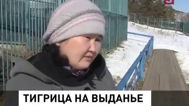 Тигрица на выданье смотреть онлайн